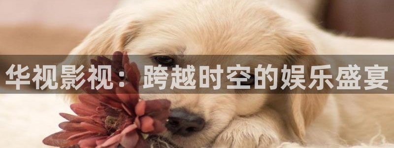 人人插b视频：华视影视：跨越时空的娱乐盛宴